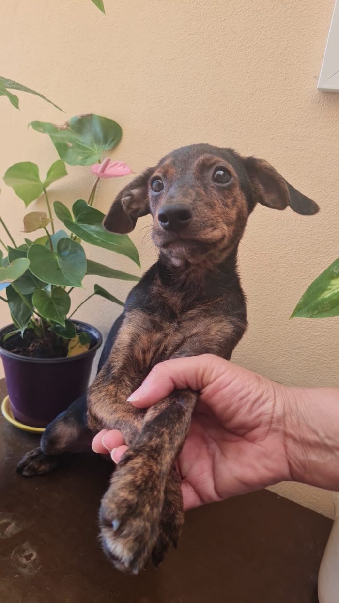 🩵 CUCCIOLO NERONE CERCA LA SUA FAMIGLIA 🏠