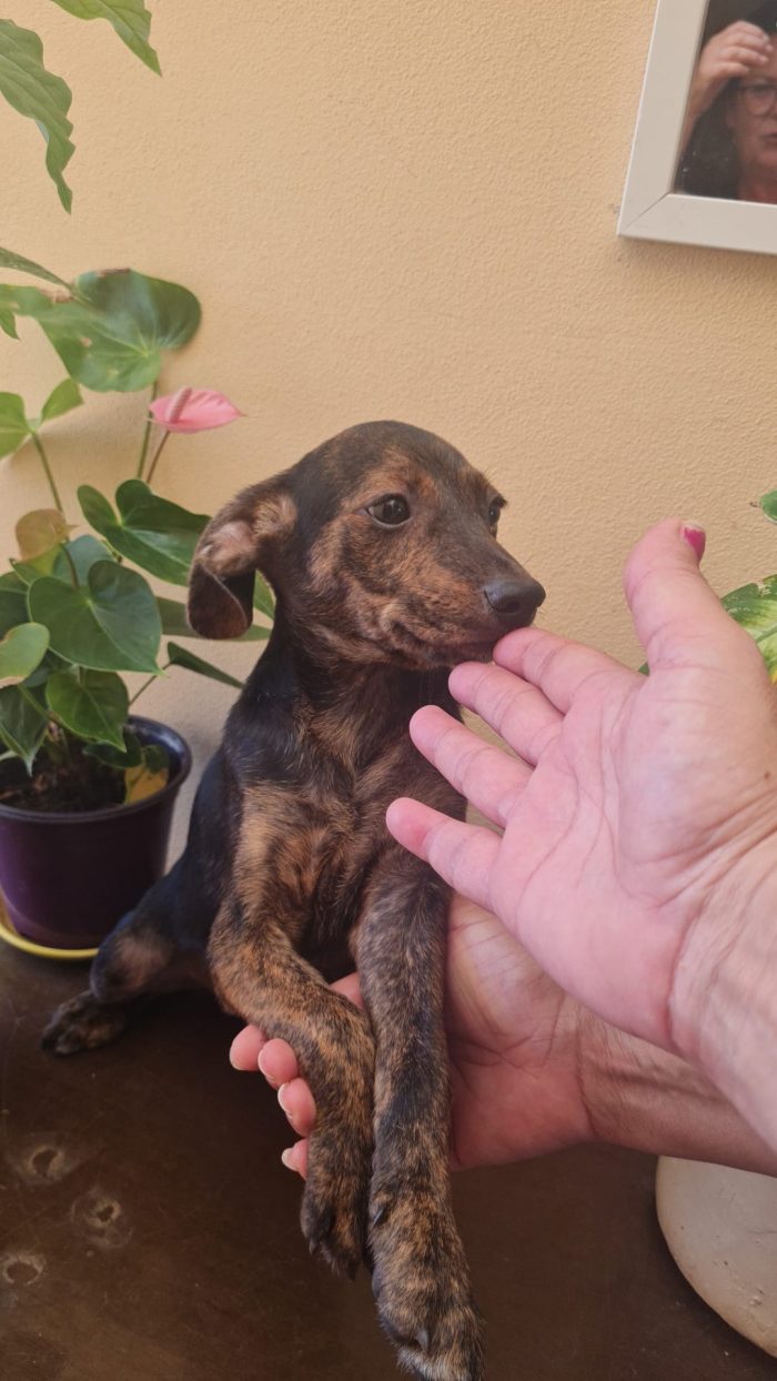 🩵 CUCCIOLO NERONE CERCA LA SUA FAMIGLIA 🏠 - media 5