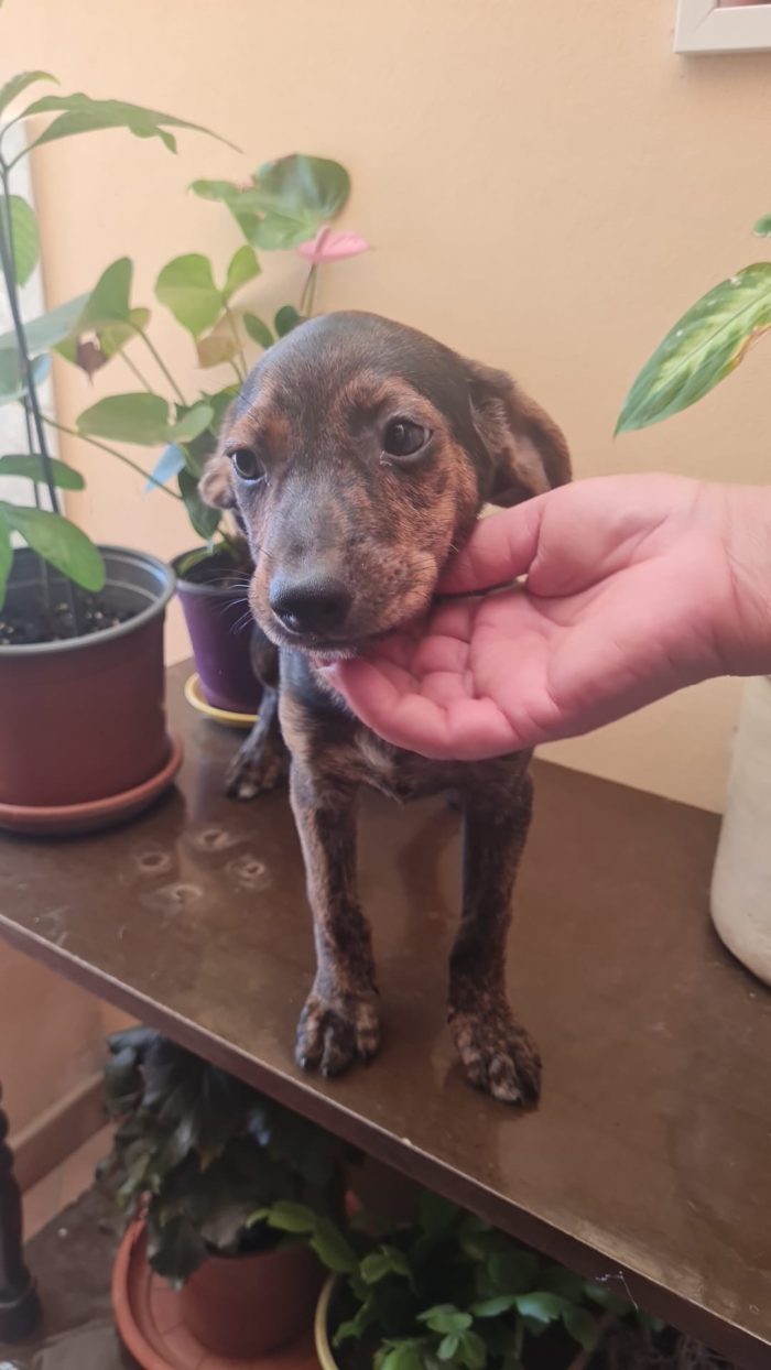 🩵 CUCCIOLO NERONE CERCA LA SUA FAMIGLIA 🏠 - media 4