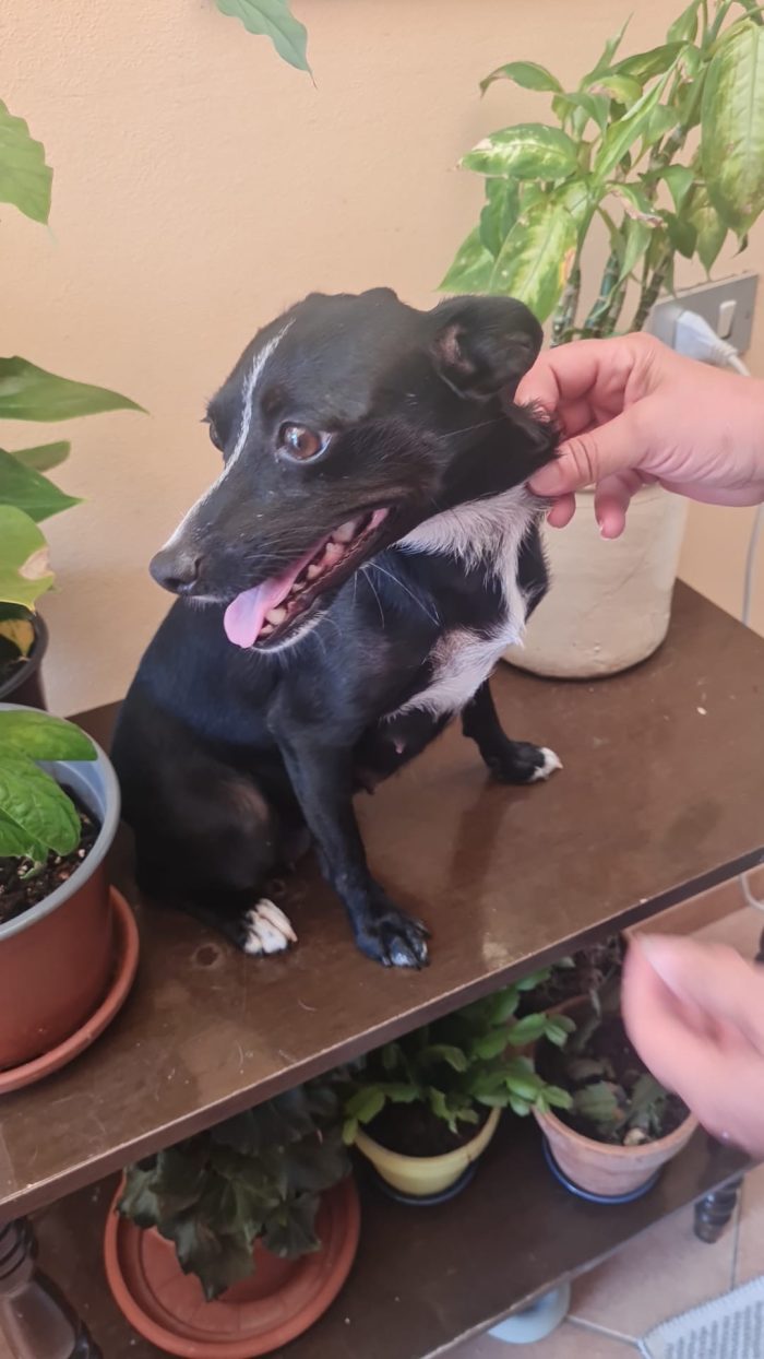 🩵 CUCCIOLO NERONE CERCA LA SUA FAMIGLIA 🏠 - media 6