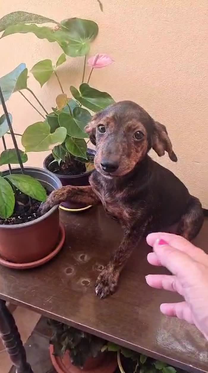 🩵 CUCCIOLO NERONE CERCA LA SUA FAMIGLIA 🏠 - media 9