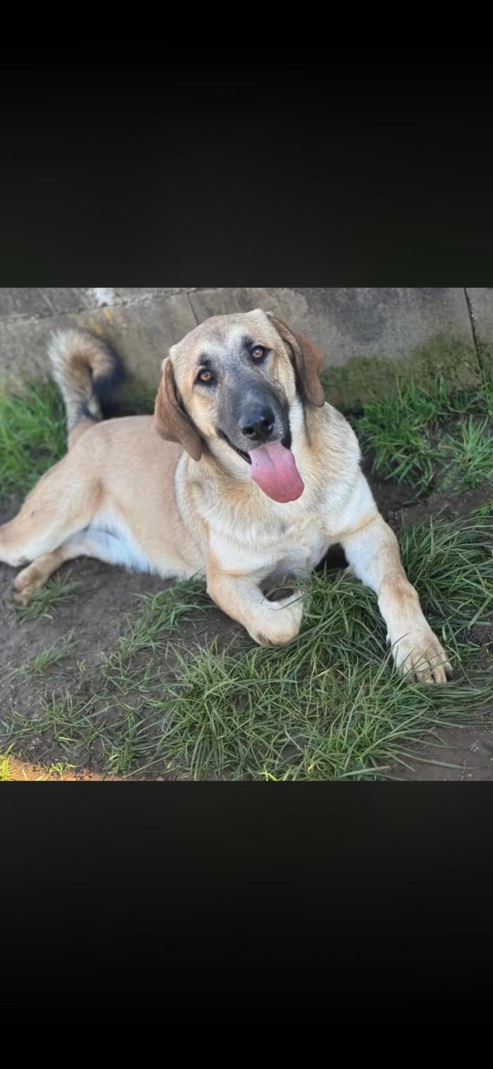 jumbo il mini kangal