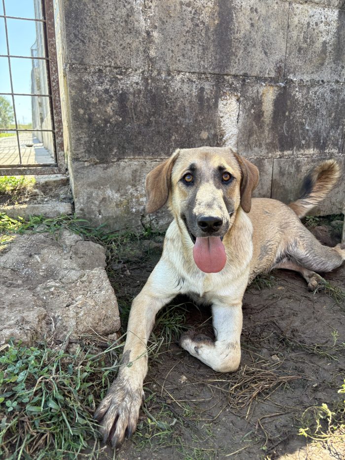 jumbo il mini kangal