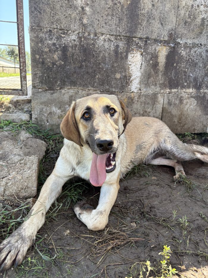 jumbo il mini kangal