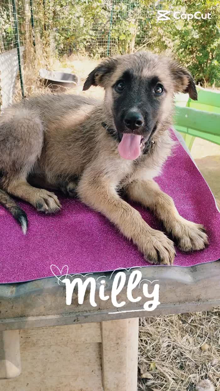 🌷 MILLY, SPLENDIDA DOLCE CUCCIOLA SIMIL PASTORE, CERCA ADOZIONE 🏠 - media 5