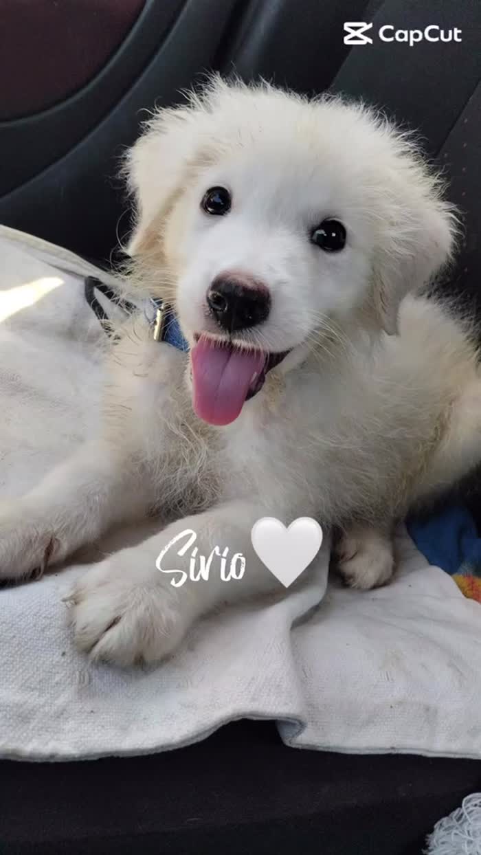 🤍SIRIO, MERAVIGLIOSO SUPER SOFFICE CUCCIOLO, CERCA ADOZIONE 🏠 - media 7
