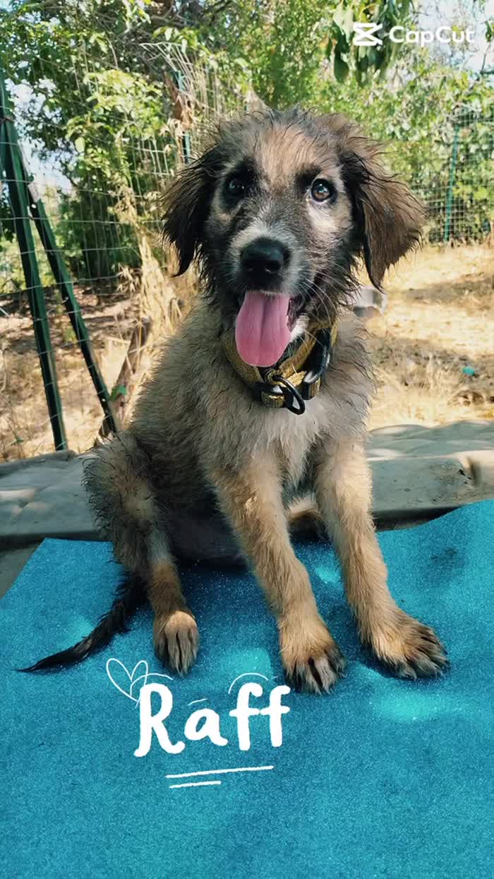 🐻 RAFF, SPLENDIDO DOLCE CUCCIOLO SIMIL PASTORE, CERCA ADOZIONE 🏠 - media 6