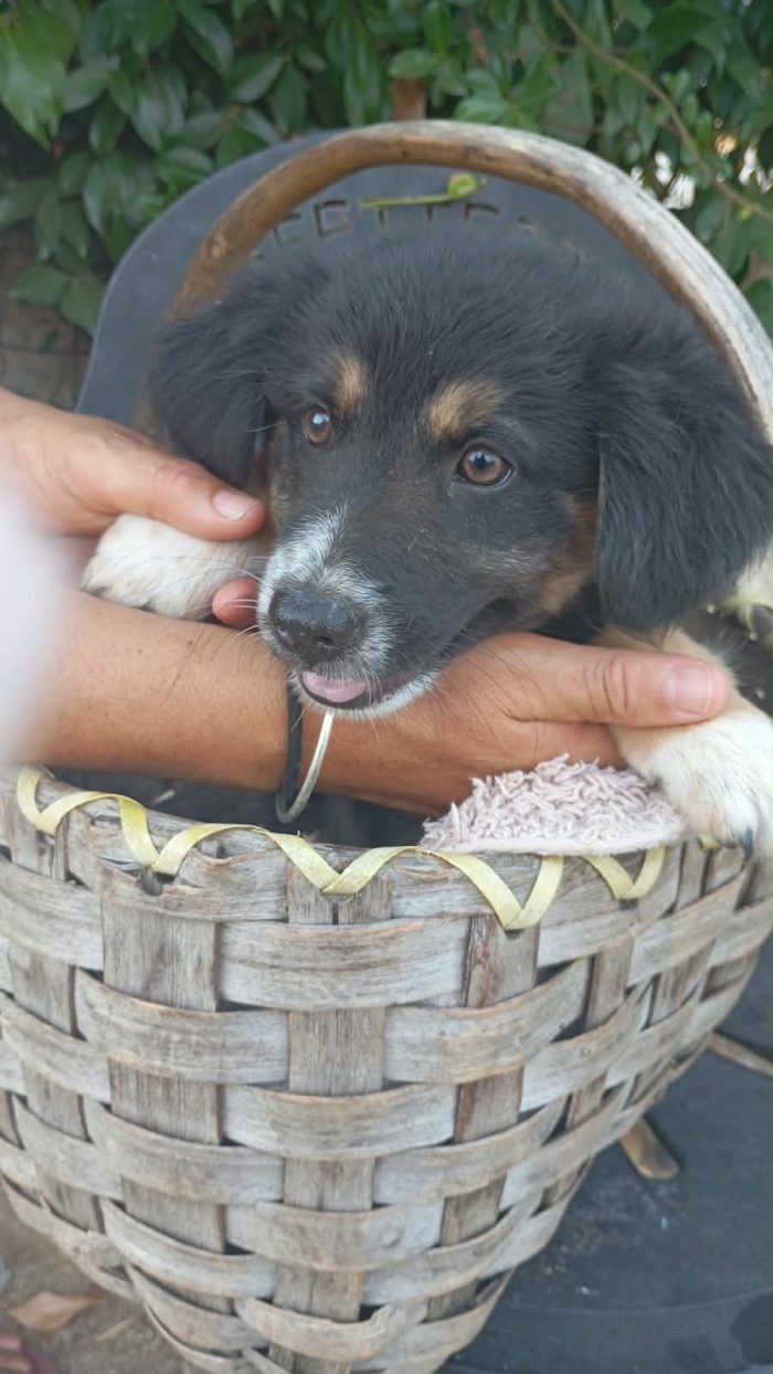 Dana meravigliosa dolce cucciola cerca casa