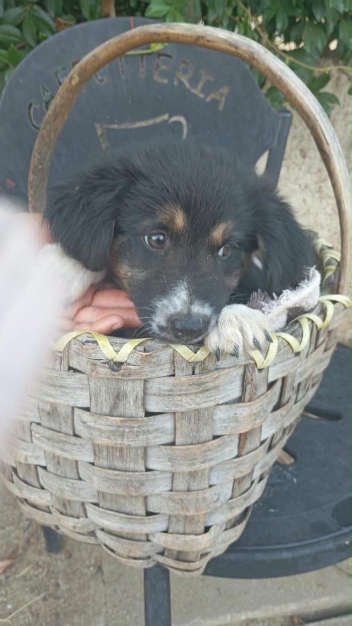 Dana meravigliosa dolce cucciola cerca casa