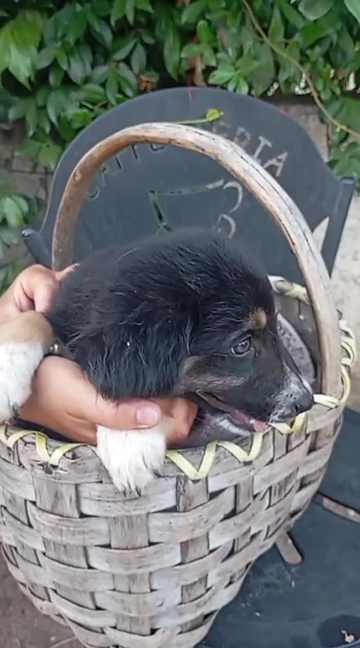 Dana meravigliosa dolce cucciola cerca casa - media 5