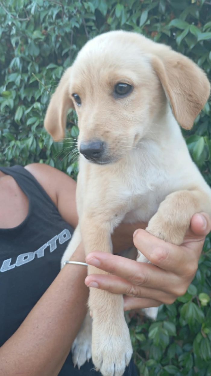 Flo meravigliosa dolce cucciola cerca casa