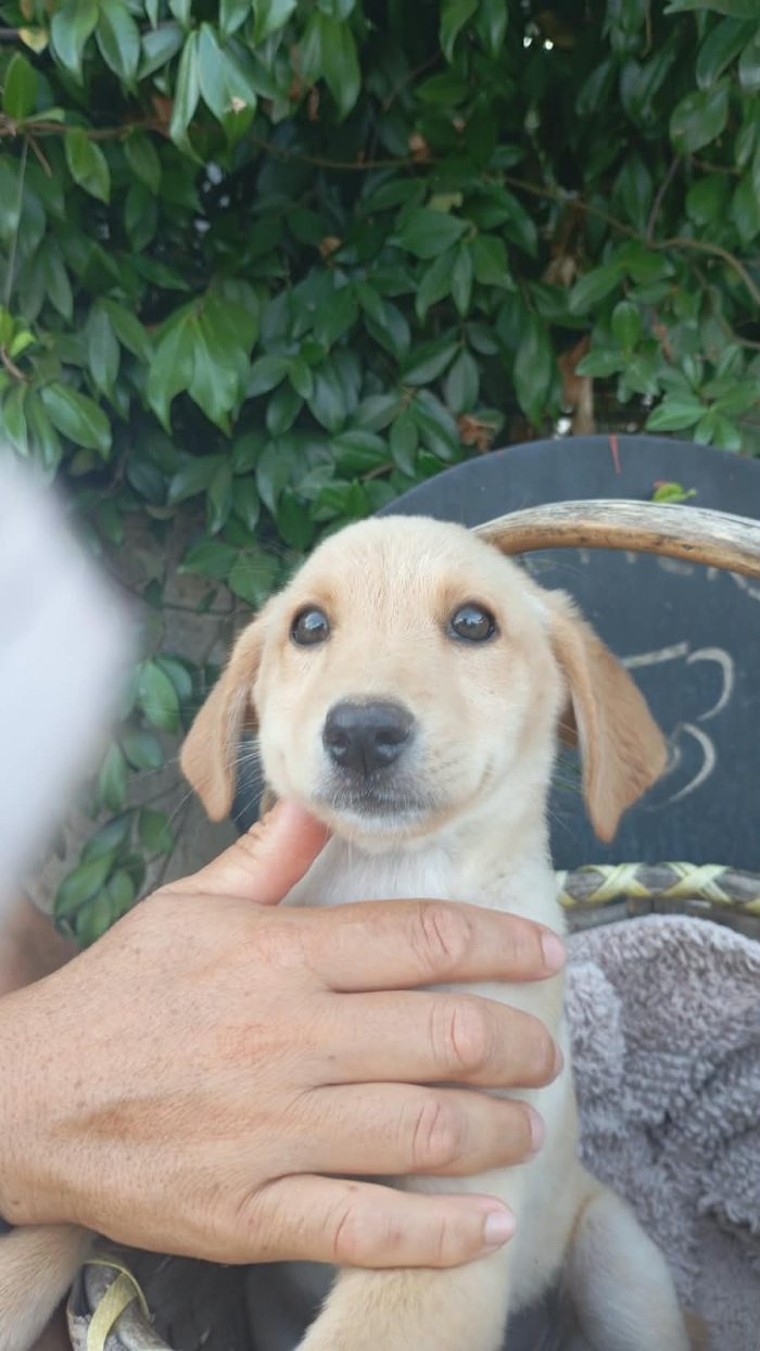 Flo meravigliosa dolce cucciola cerca casa