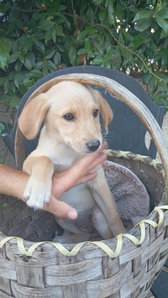 Flo meravigliosa dolce cucciola cerca casa