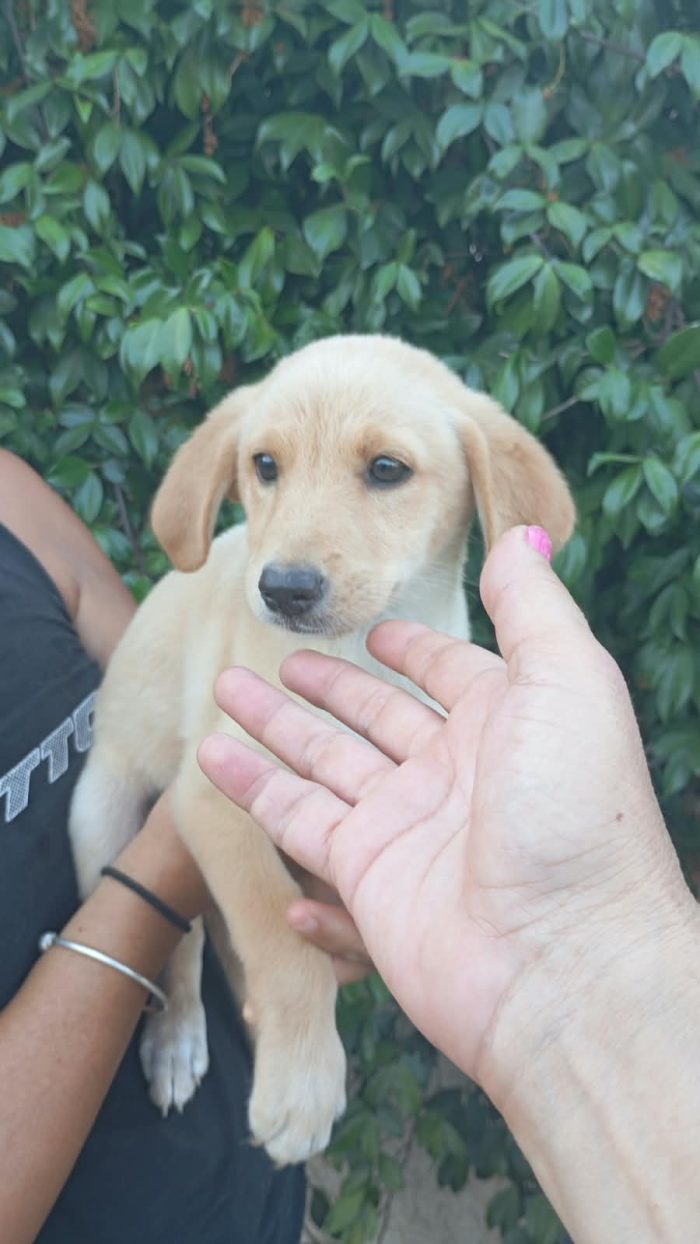 Flo meravigliosa dolce cucciola cerca casa - media 4