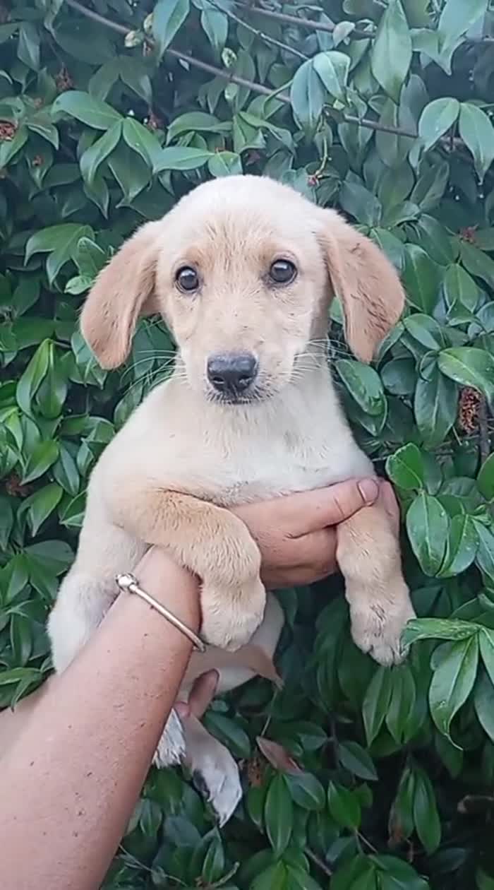 Flo meravigliosa dolce cucciola cerca casa - media 6