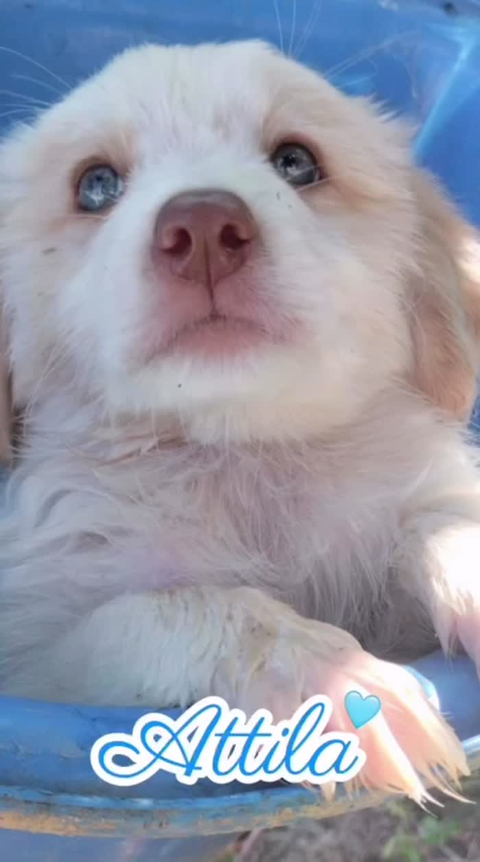 🩵ATTILA, SPLENDIDO DOLCE CUCCIOLO DAGLI OCCHI AZZURRI, CERCA ADOZIONE 🏠 - media 4