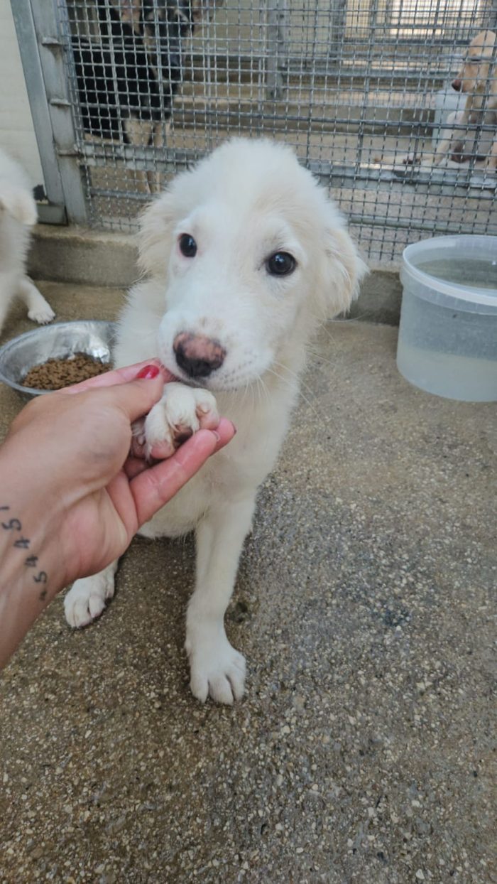 Lella dolce cucciola cerca casa