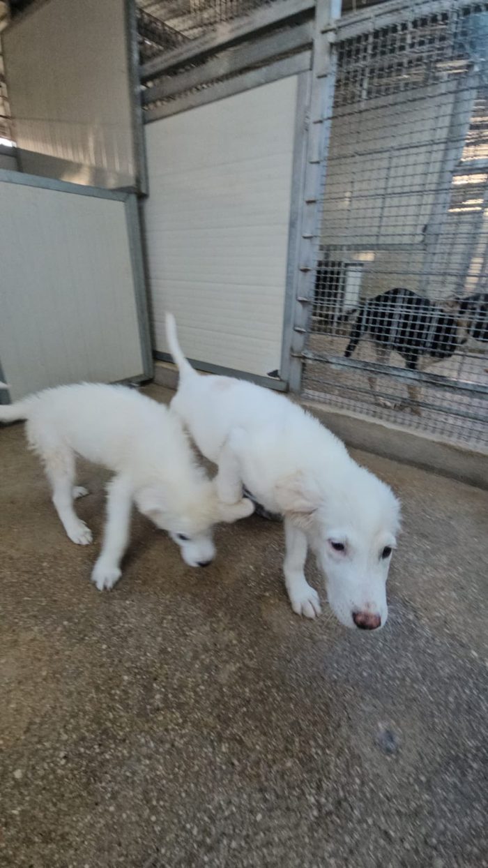 Lella dolce cucciola cerca casa