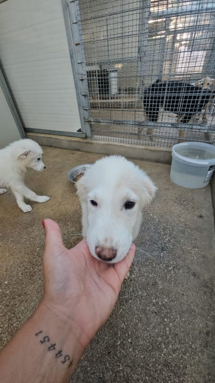 Lella dolce cucciola cerca casa