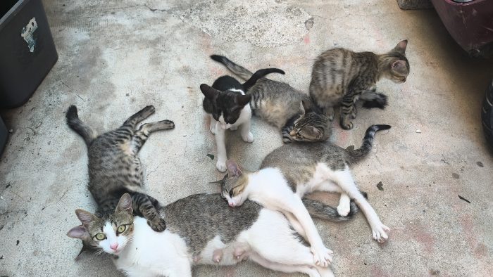 Regalo 5 gattini di 3 mesi cresciuti in casa