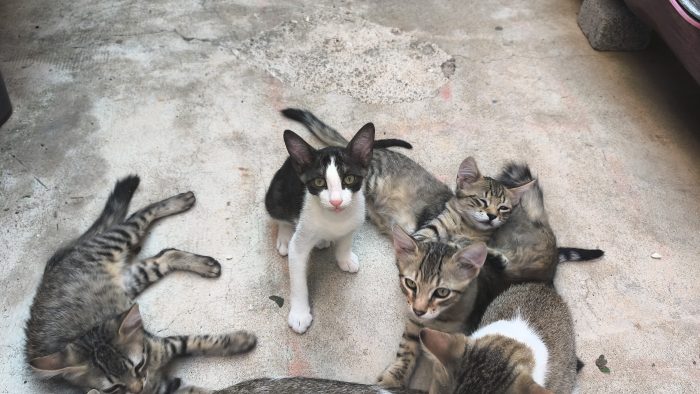 Regalo 5 gattini di 3 mesi cresciuti in casa