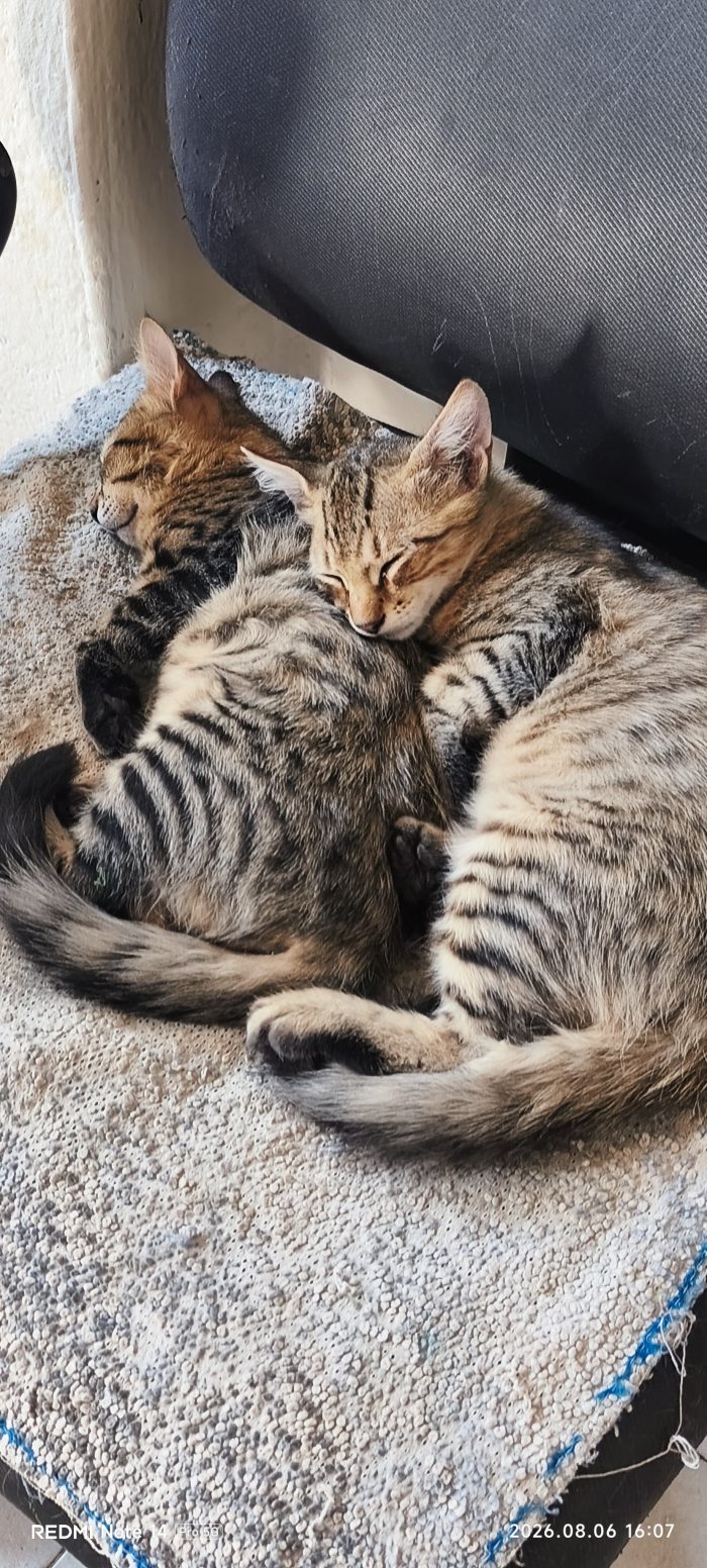 Regalo 5 gattini di 3 mesi cresciuti in casa
