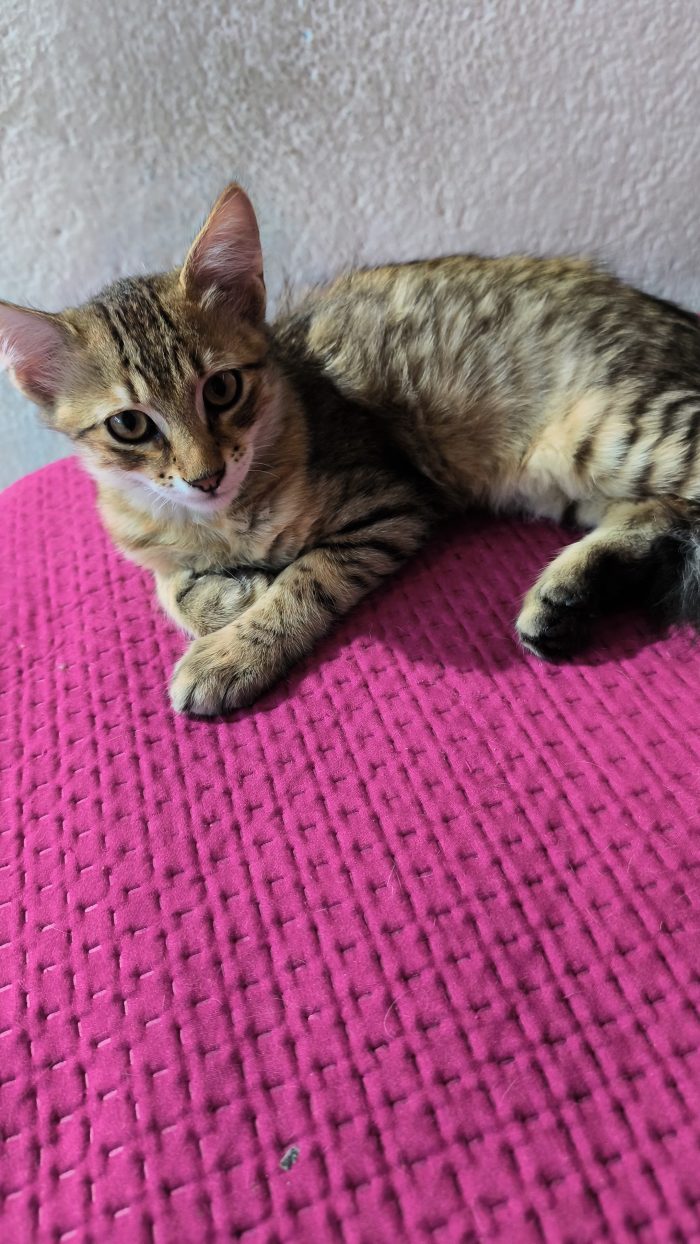 Regalo 5 gattini di 3 mesi cresciuti in casa - media 5