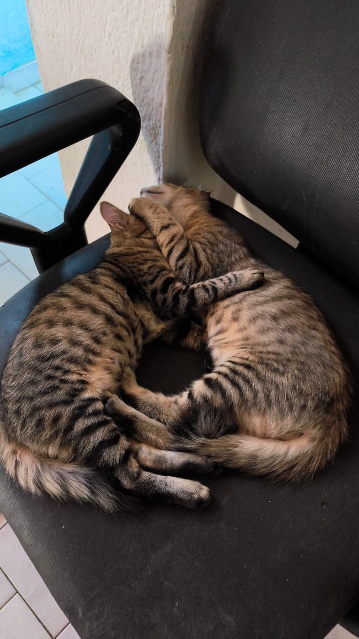 Regalo 5 gattini di 3 mesi cresciuti in casa - media 4