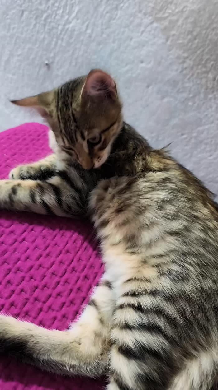 Regalo 5 gattini di 3 mesi cresciuti in casa - media 6
