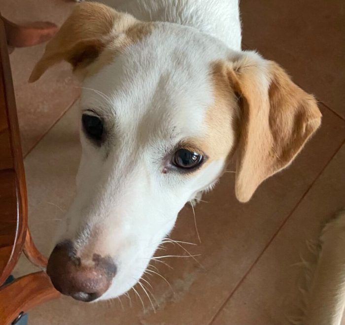 Frida - Femmina - Nata a Gennaio 2025 - Meticcio - Taglia: Medio-Piccola - Peso: 15 kg