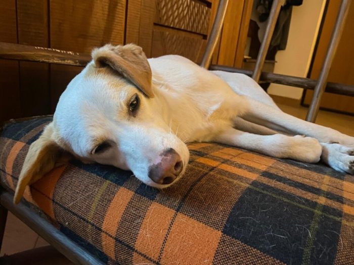 Frida - Femmina - Nata a Gennaio 2025 - Meticcio - Taglia: Medio-Piccola - Peso: 15 kg - media 4
