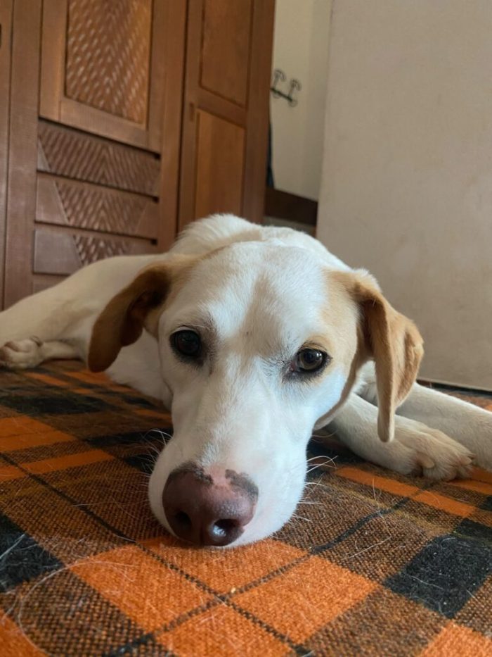 Frida - Femmina - Nata a Gennaio 2025 - Meticcio - Taglia: Medio-Piccola - Peso: 15 kg