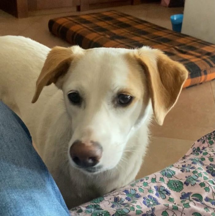 Frida - Femmina - Nata a Gennaio 2025 - Meticcio - Taglia: Medio-Piccola - Peso: 15 kg - media 5