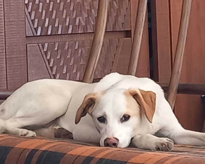 Frida - Femmina - Nata a Gennaio 2025 - Meticcio - Taglia: Medio-Piccola - Peso: 15 kg - media 7