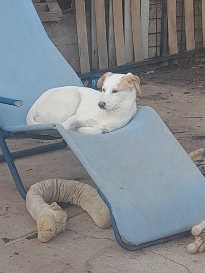 Frida - Femmina - Nata a Gennaio 2025 - Meticcio - Taglia: Medio-Piccola - Peso: 15 kg - media 9