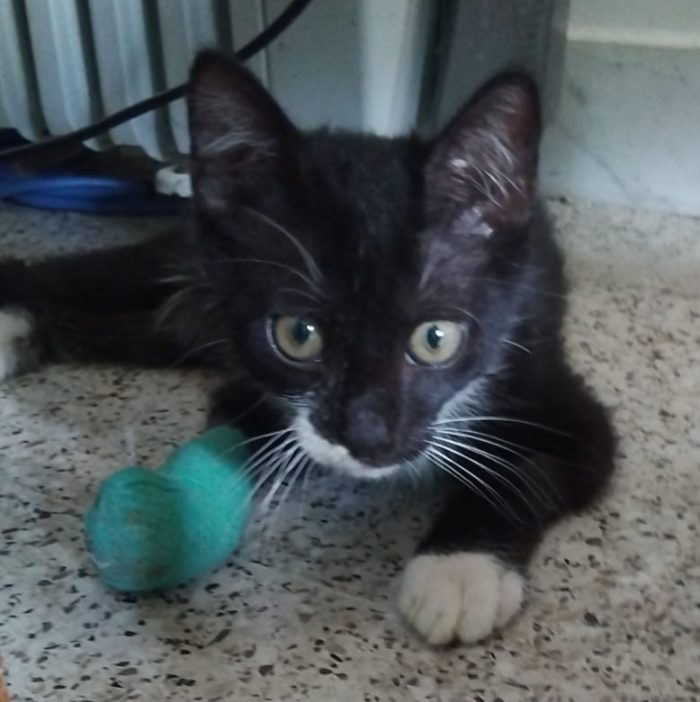 un miracolo che sia vivo