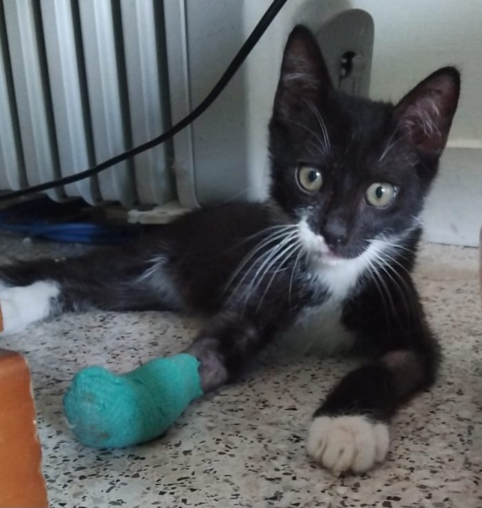 un miracolo che sia vivo