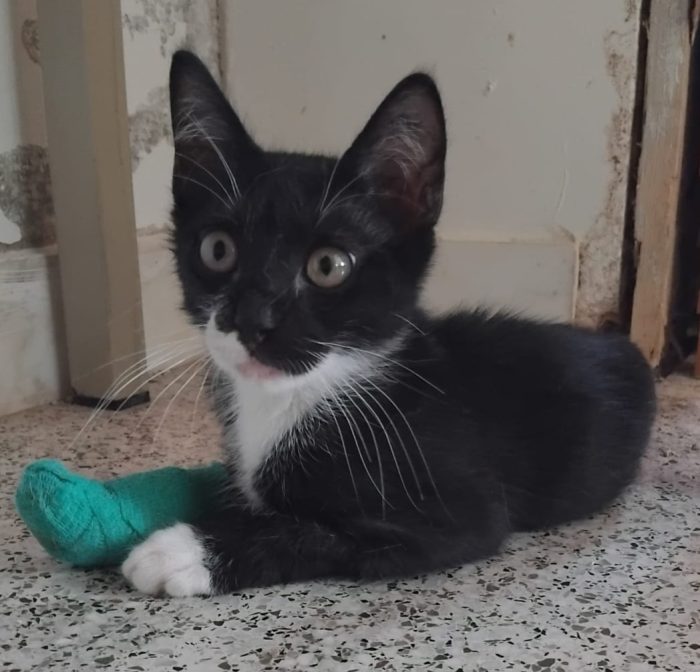 un miracolo che sia vivo - media 4