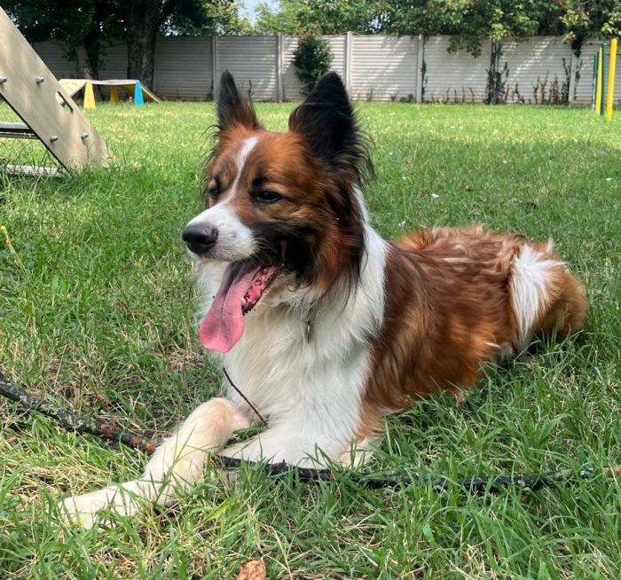 CHARLIE BELLISSIMO BORDER COLLIE