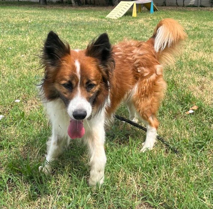CHARLIE BELLISSIMO BORDER COLLIE