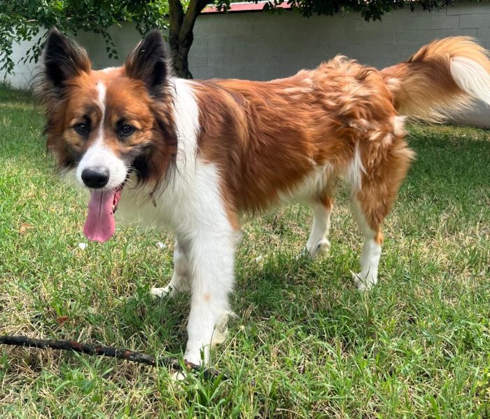 CHARLIE BELLISSIMO BORDER COLLIE
