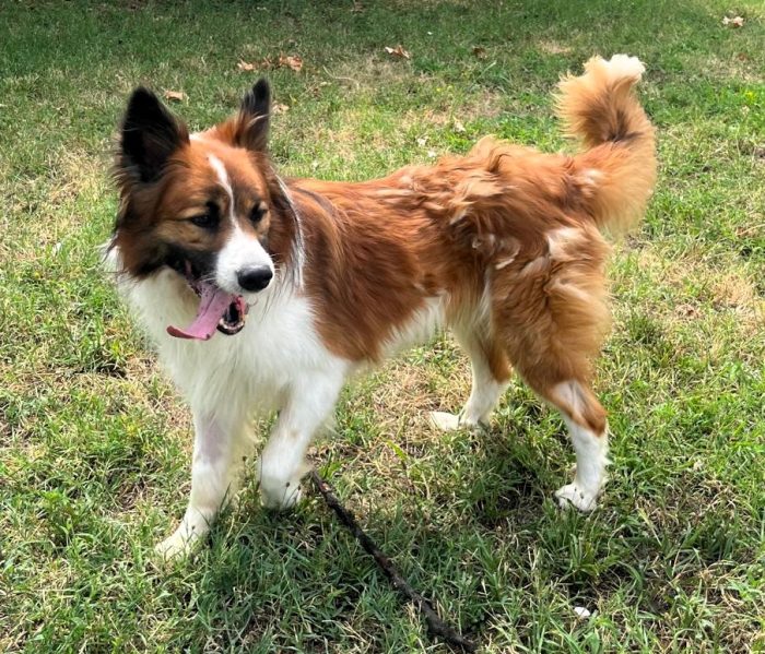 CHARLIE BELLISSIMO BORDER COLLIE - media 5