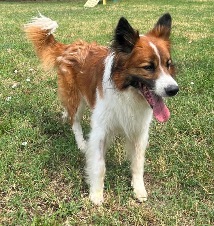 CHARLIE BELLISSIMO BORDER COLLIE - media 4