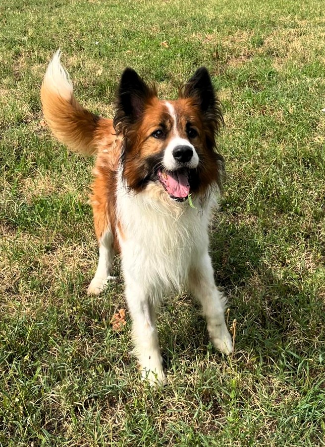 CHARLIE BELLISSIMO BORDER COLLIE - media 8