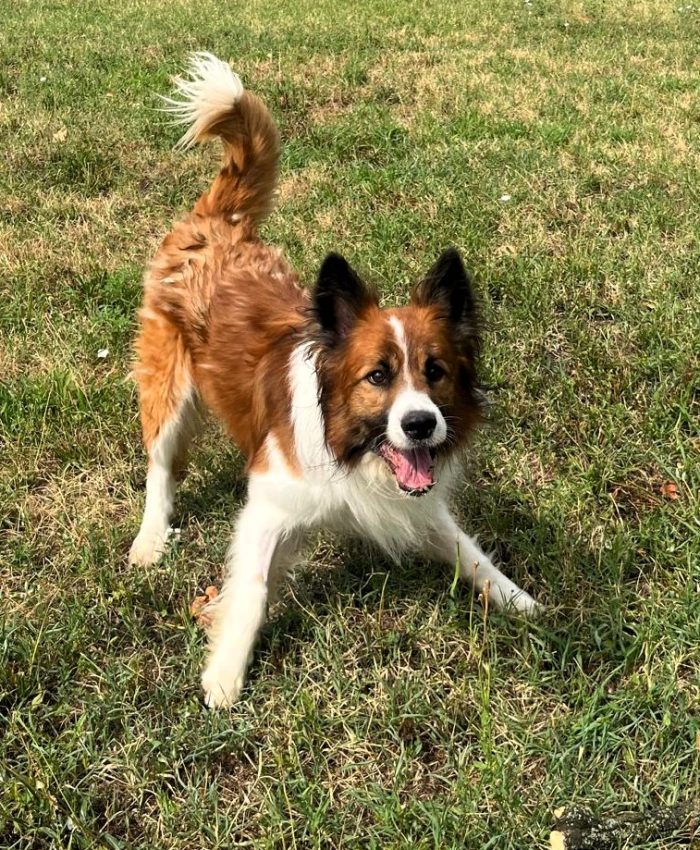CHARLIE BELLISSIMO BORDER COLLIE - media 7