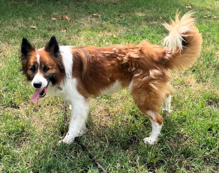 CHARLIE BELLISSIMO BORDER COLLIE - media 6