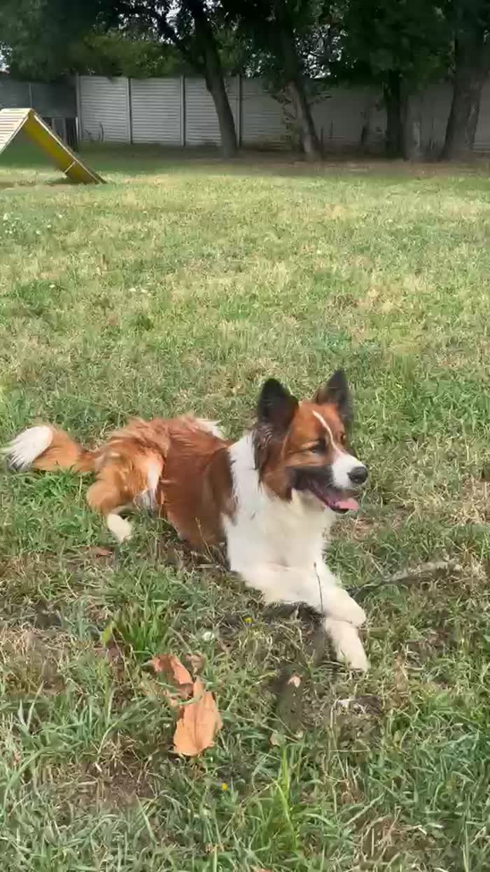 CHARLIE BELLISSIMO BORDER COLLIE - media 10