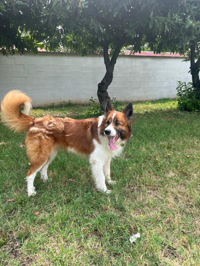 CHARLIE BELLISSIMO BORDER COLLIE - media 9