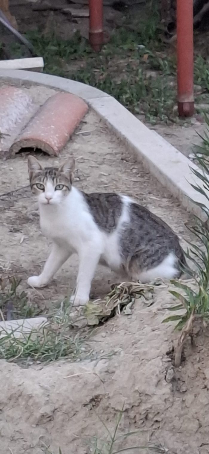 3micini e giovane mamma da aiutare VOGHERA PV - media 7
