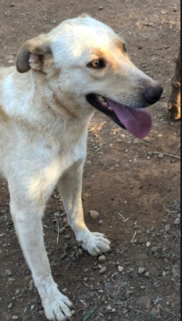 Splendida pelo chiaro 3/4anni(mamma Pastore Tedesco) aspetta casa da 2anni in canile,buonissima